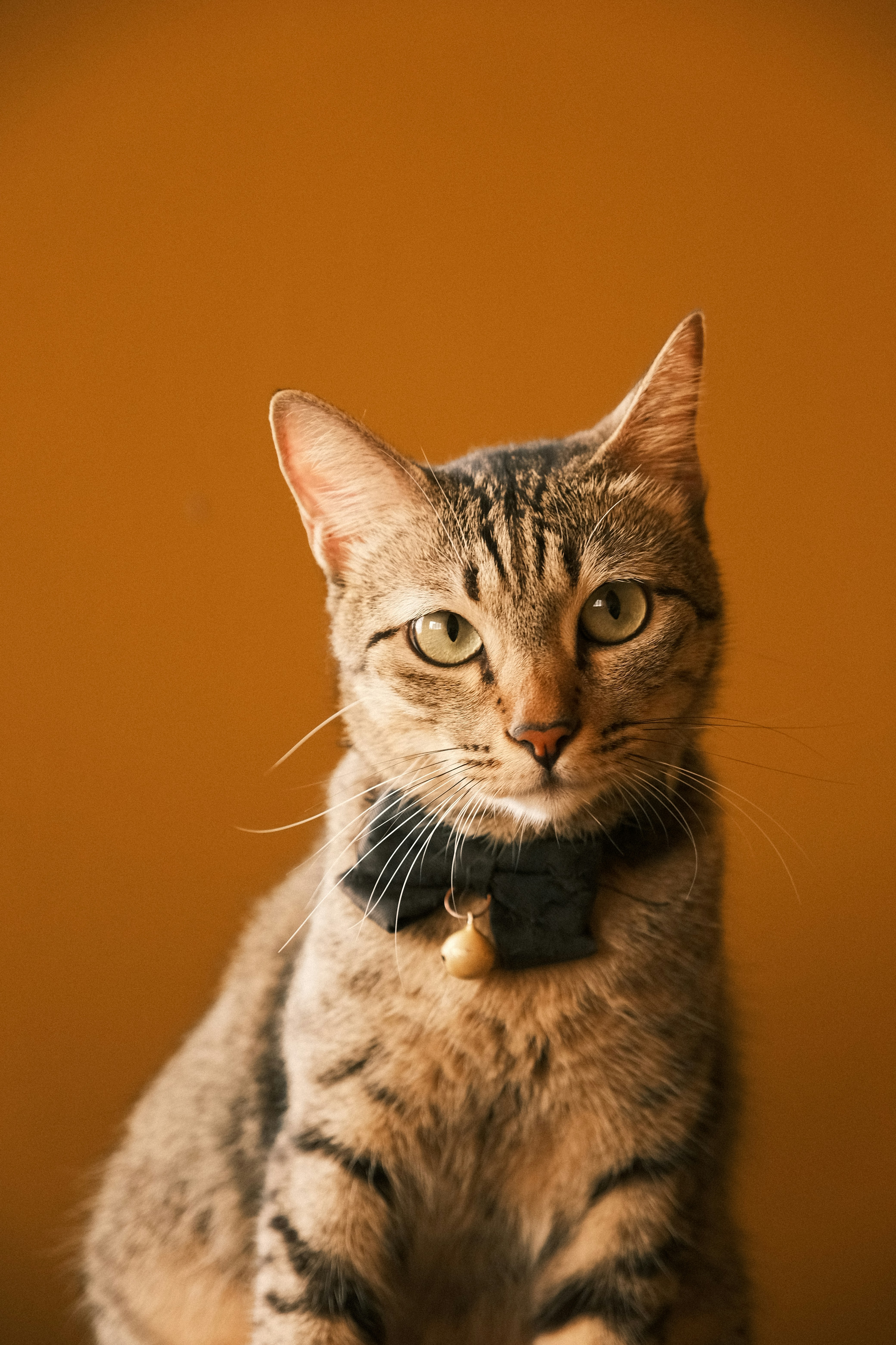 tabby cat